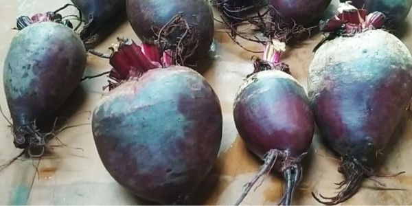 বাকৃবিতে আবিষ্কৃত বিটরুট চাষের নতুন পদ্ধতি